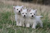 WESTIE 422